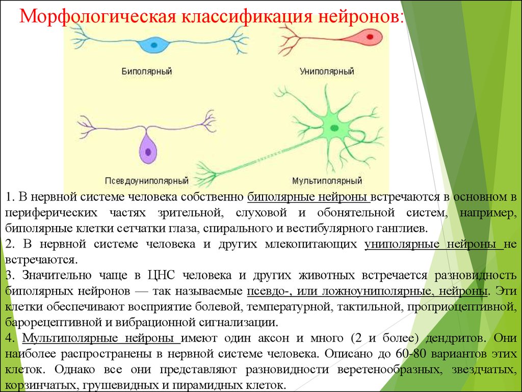 Псевдоуниполярный нейрон обозначен на рисунке