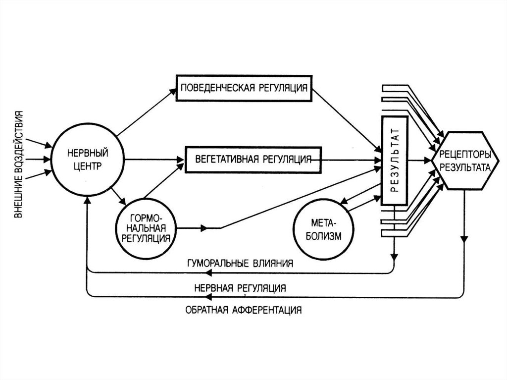 Общая схема функциональной системы регуляции физиологических констант организма по п к анохину