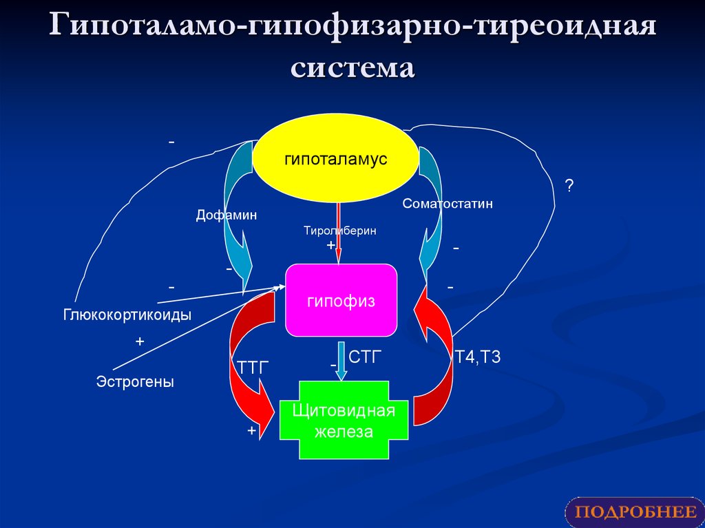 Схема тиреоидной оси