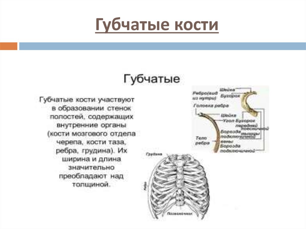 Укажите губчатые кости