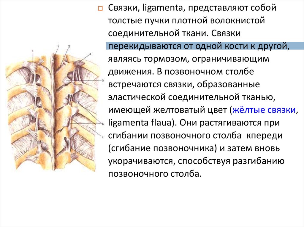 Соединение кости классификация. Связки образованы. Желтая связка. Связками позвоночного столба являются. Классификация костной ткани.