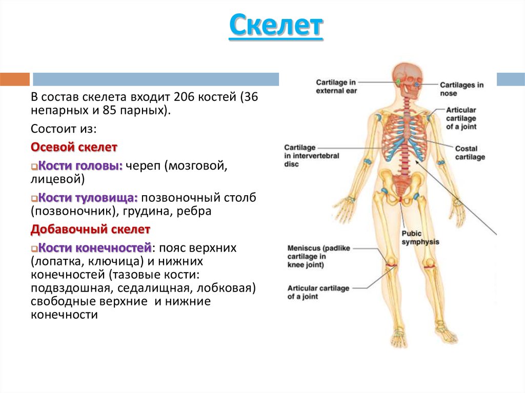 Костная система выполняет в организме функцию. Состав скелета. Скелетная система. Из чего состоит скелет человека. Добавочный скелет состоит из костей.