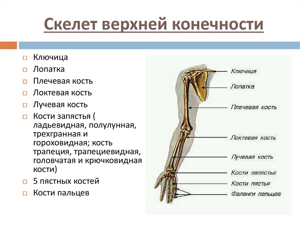 Части верхней конечности человека. Строение скелета верхней конечности. Строение верхних конечностей человека анатомия. Скелет верхней конечности человека анатомия плечевая кость. Соединение костей верхних конечностей анатомия.