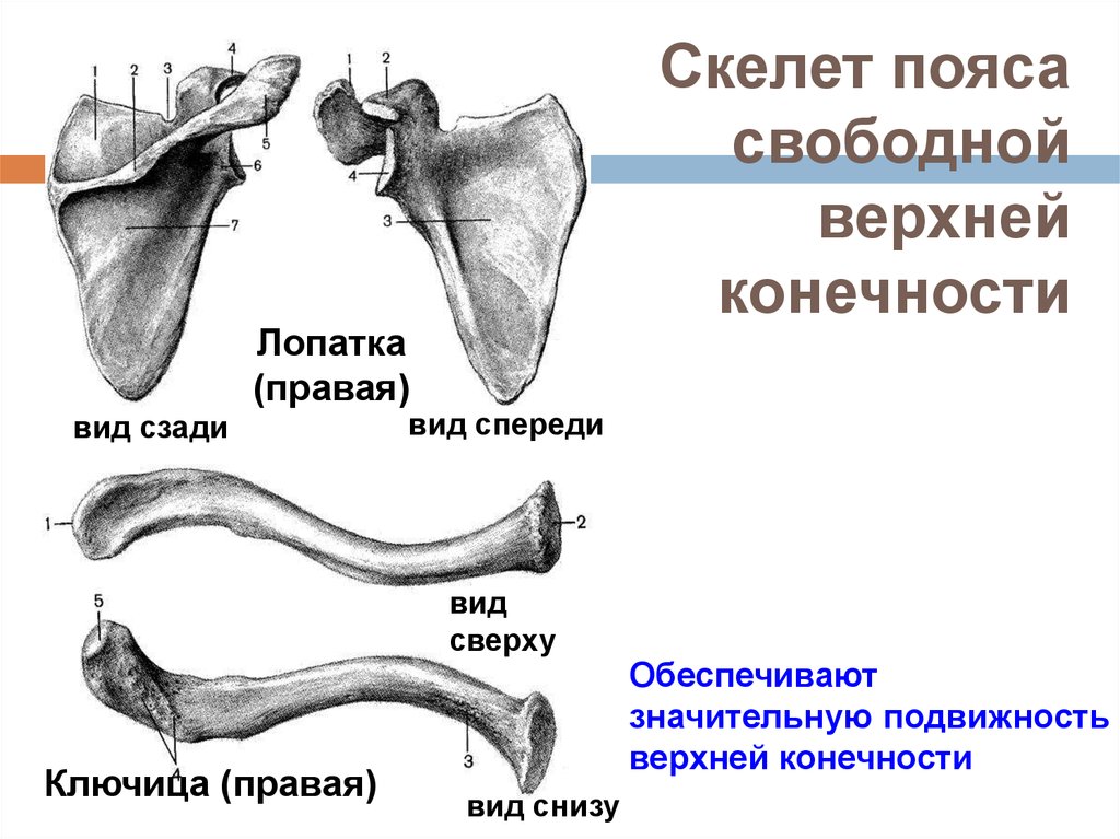 Лопатка кость человека на скелете