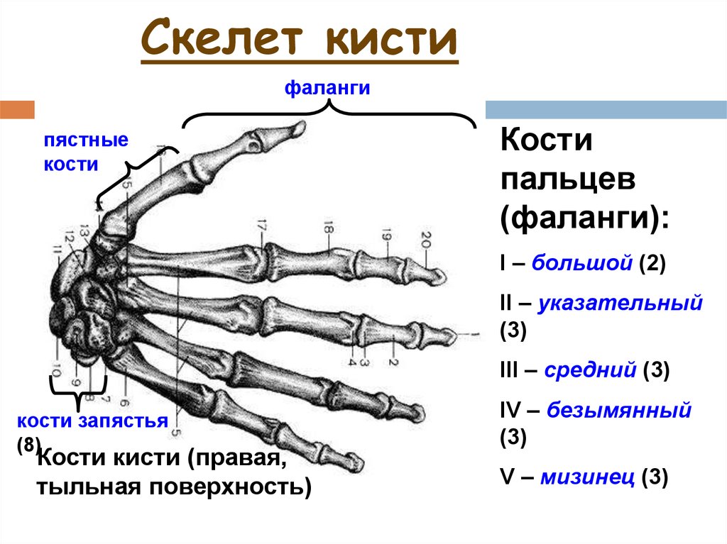 Кость запястья тип кости. Строение пястных костей кисти. Пястная кость кисти строение. Основание 1 пястной кости кисти. Головка основной фаланги 5 пальца кисти.
