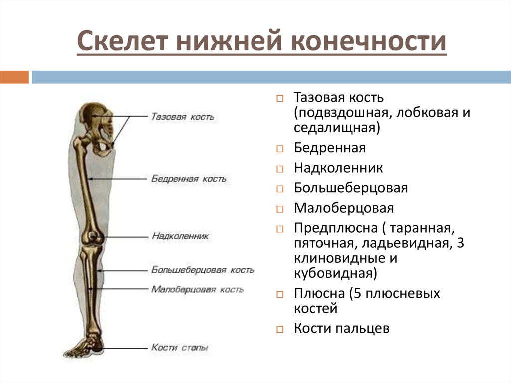 Берцовая и подвздошная кость. Скелет костей нижних конечностей отделы. Скелет нижней конечности анатомия. Отделы скелета нижней конечности. Кости составляющие скелет нижней конечности.