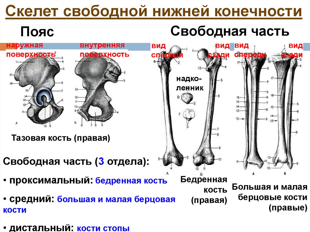 Бедренная кость тип соединения костей. Кости составляющие скелет нижней конечности. Кости скелета пояса нижних конечностей. Кости нижней конечности вид спереди. Какие кости образуют скелет нижней конечности.