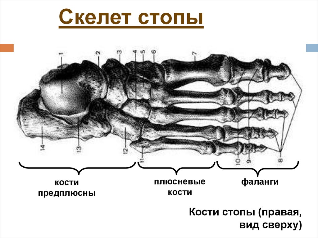 Кости кости правой. Ладьевидная кость стопы анатомия. Скелет стопы предплюсна плюсна. Кости стопы предплюсна плюсна фаланги пальцев. Стопа предплюсна плюсна фаланги.