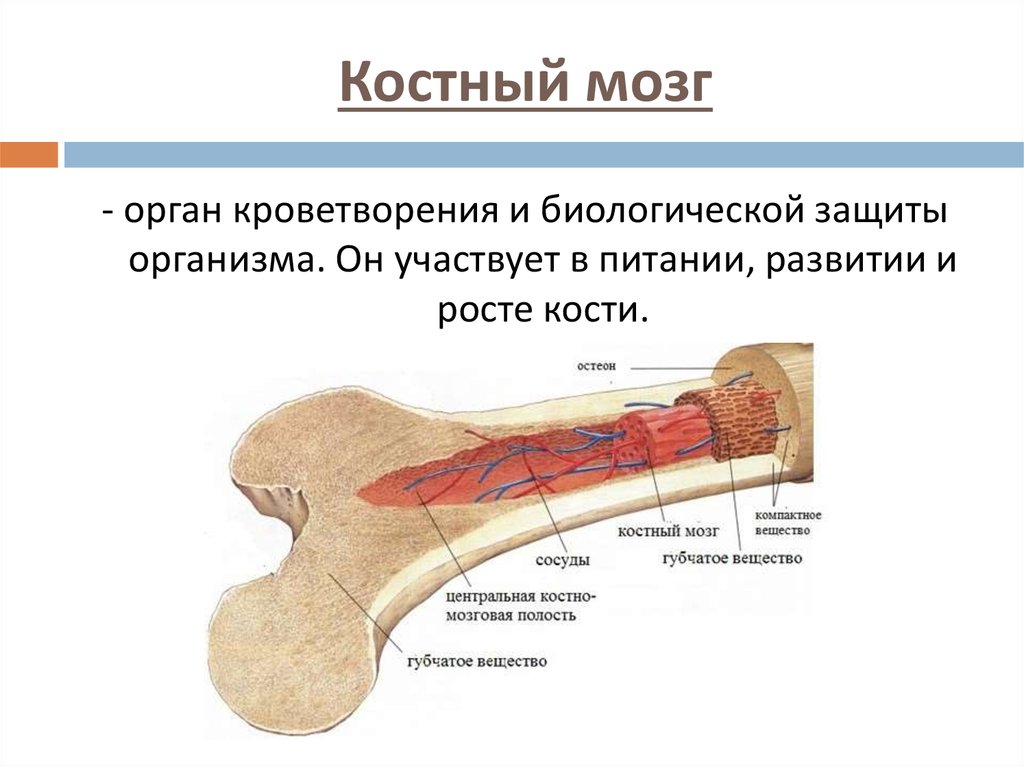 Функция желтого костного мозга в трубчатой кости. Красный костный мозг функции расположение. Анатомическое строение костного мозга. Строение кости надкостница кость. Строение кости костный мозг.