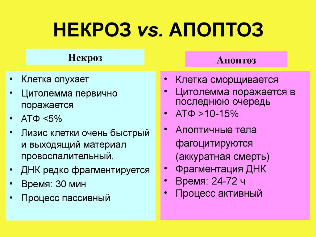 Презентация на тему некроз апоптоз