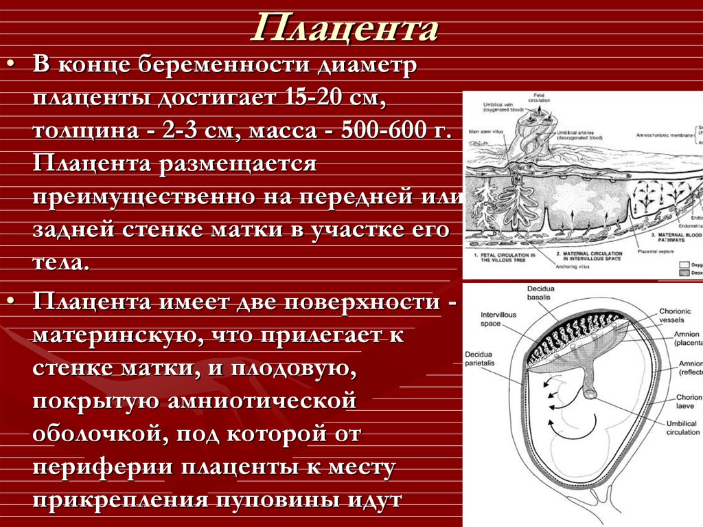 Плацента акушерство презентация