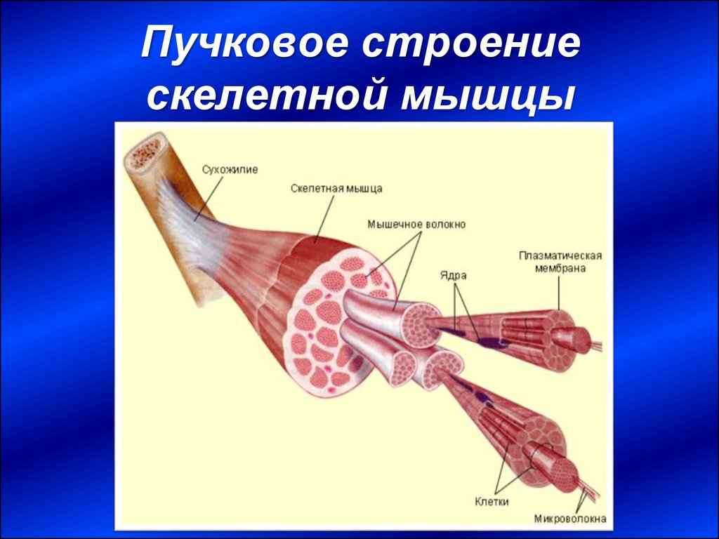 Рисунок строение скелетной мышцы