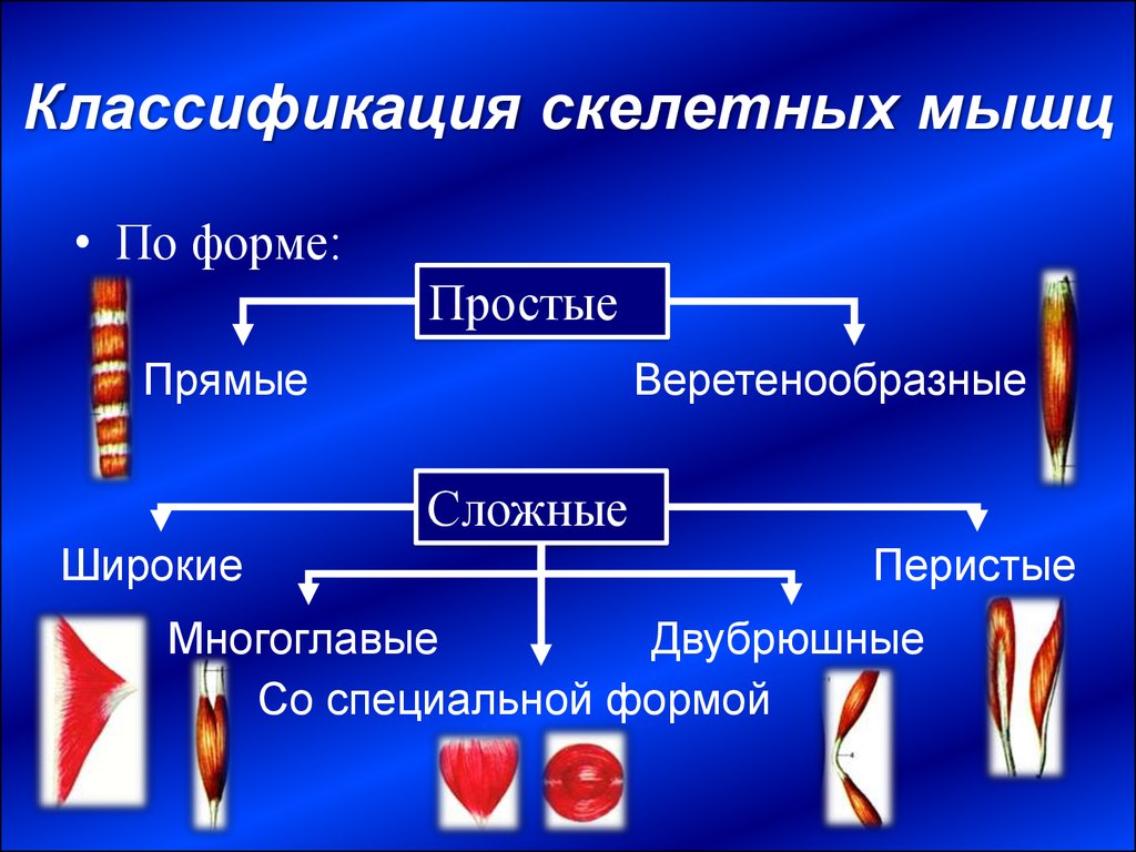 Скелетные мышцы это. Классификация скелетных мышц по форме. Классификация, строение и функции скелетных мышц.. Классификация скелетных мышц по форме, строению, расположению. Классификация столетних мышц.