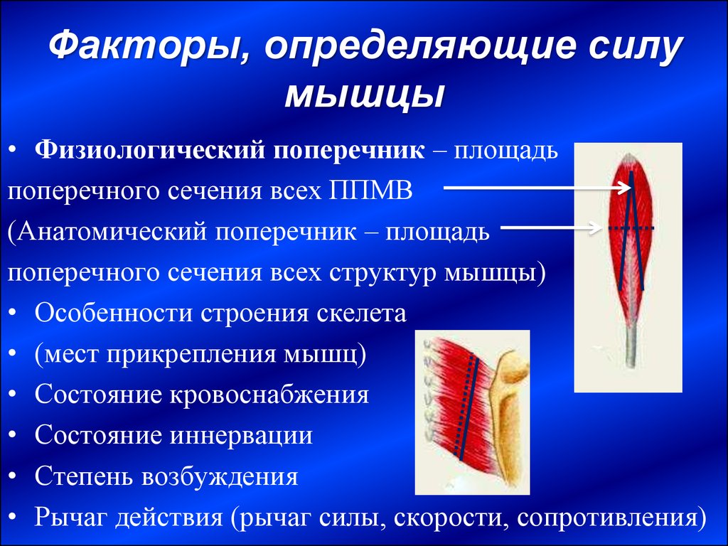 2 фактора в силу. Факторы определяющие силу мышц. Физиологический поперечник мышцы это. Анатомический и физиологический поперечник мышц. Анатомический поперечник мышцы это.