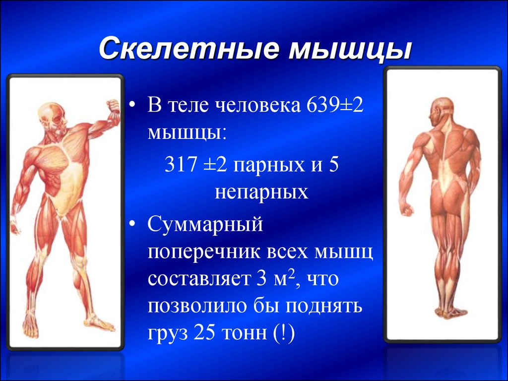 Какое количество мышц у человека. Мышцы человека. Скелетные мышцы человека. Человеческое тело мышцы строение. Мышцы в человеческом организ.