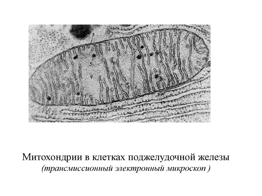 Фото митохондрии под микроскопом