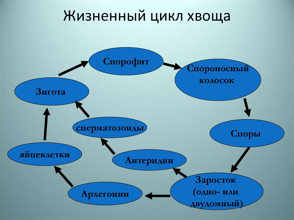 Цикл развития хвоща схема