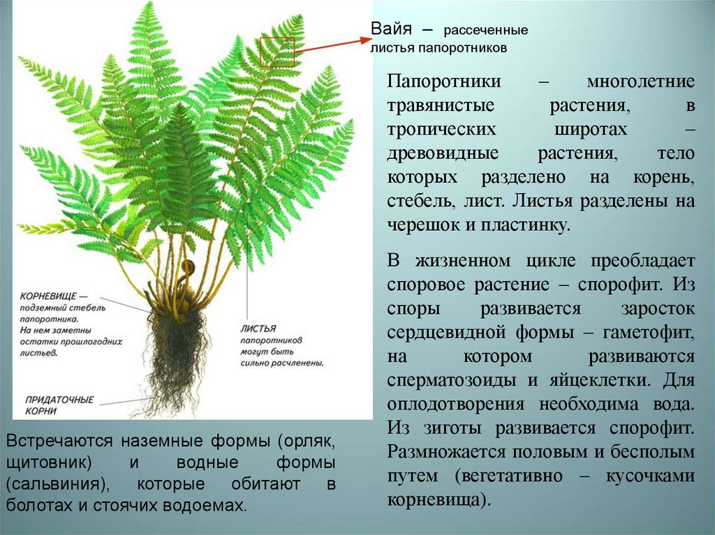 Основные жизненные формы папоротников. Характеристика папоротников. Стебель папоротника. Папоротниковидные характеристика. Отдел Папоротникообразные.