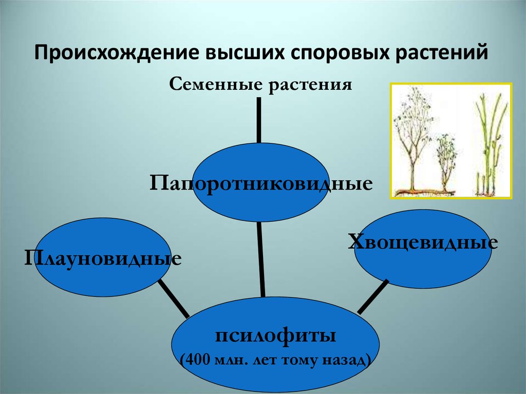 Схема происхождение и эволюция высших растений 5 класс биология