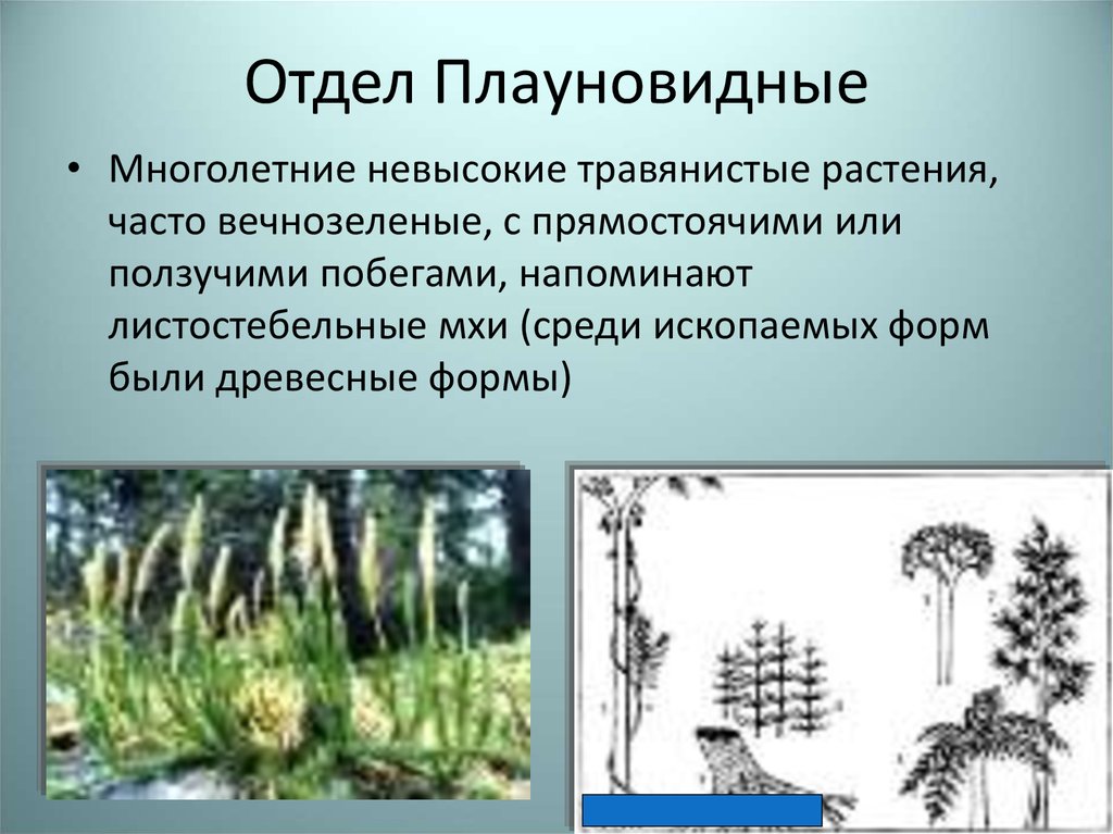 Жизненная форма плаунов. Отделы растений Плауновидные Плауновые. Отдел Плауновидные представители. Характеристика отдела Плауновидные. Отдел Плауновидные кратко.