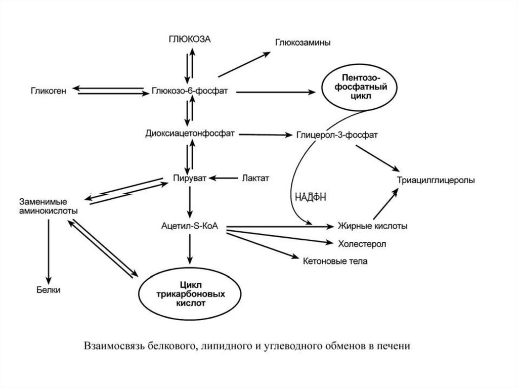 Обмен глюкозы в печени. Схема метаболизма Глюкозы в печени биохимия. Углеводный обмен схема биохимия. Схема метаболизма углеводов биохимия. Схема метаболизма жиров в печени.