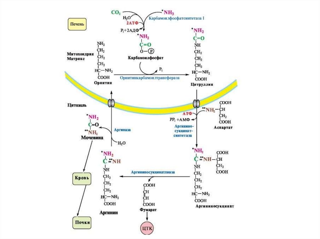 Печень атф. Регуляторные ферменты орнитинового цикла. Схема орнитинового цикла биохимия. Орнитиновый цикл мочевинообразования биохимия. Цикл Кребса биохимия реакции.