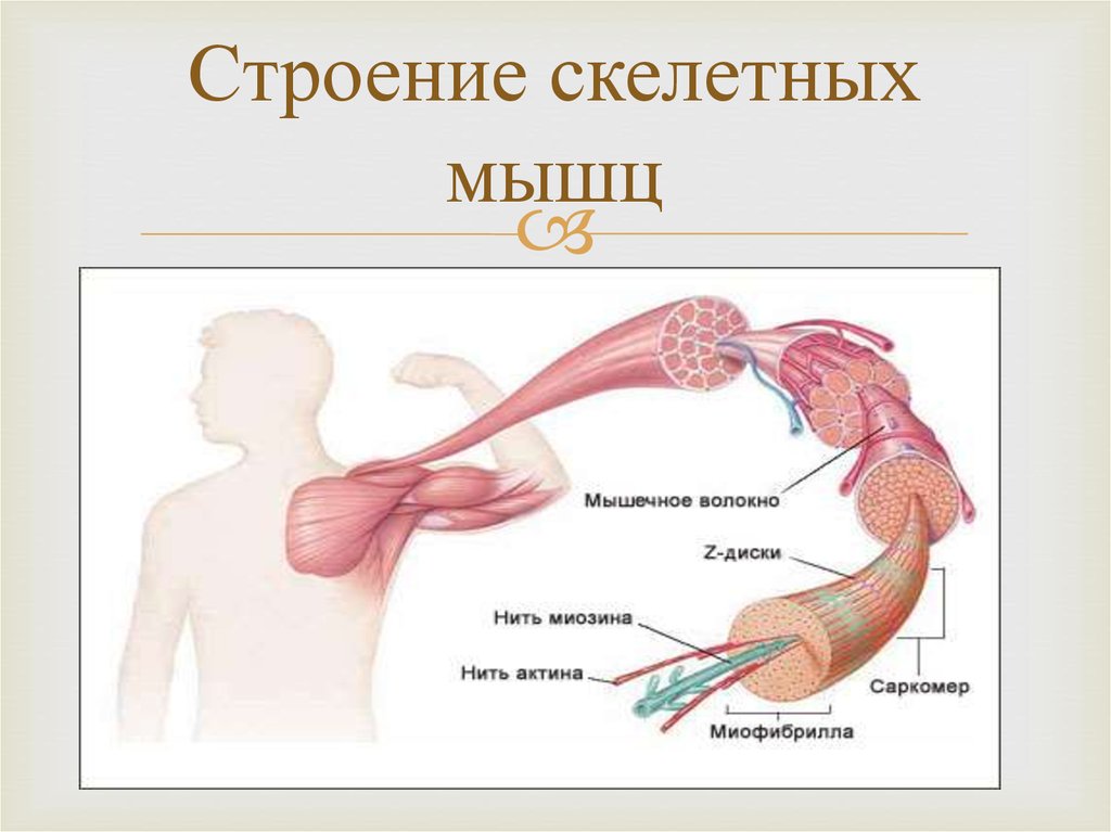 Рисунок строение скелетной мышцы