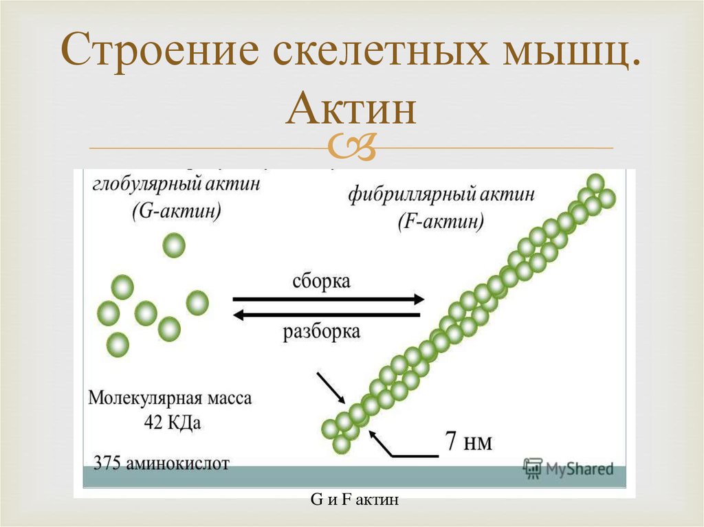 Типы скелетных мышечных тканей относительно актина презентация