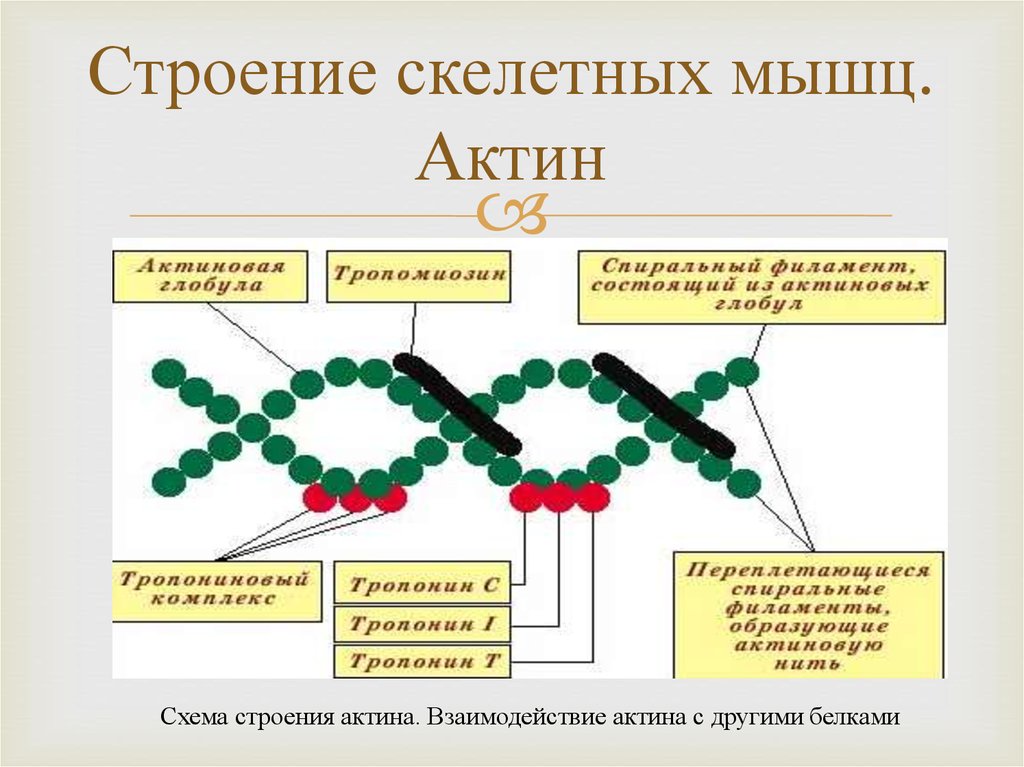 Типы скелетных мышечных тканей относительно актина презентация