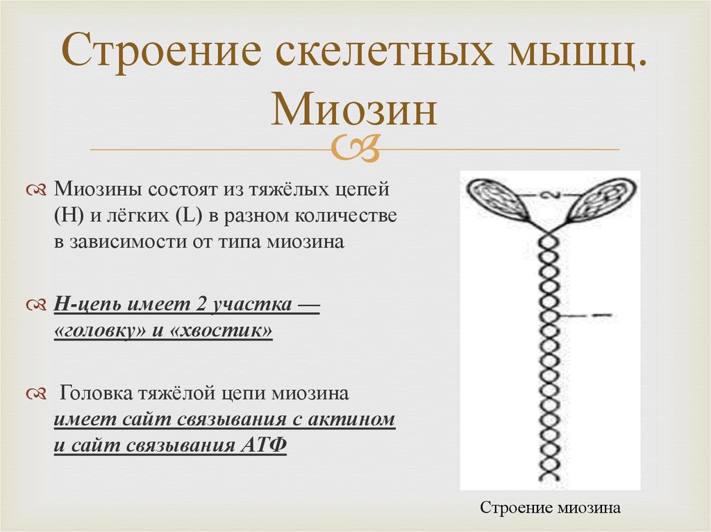 Цепи миозина