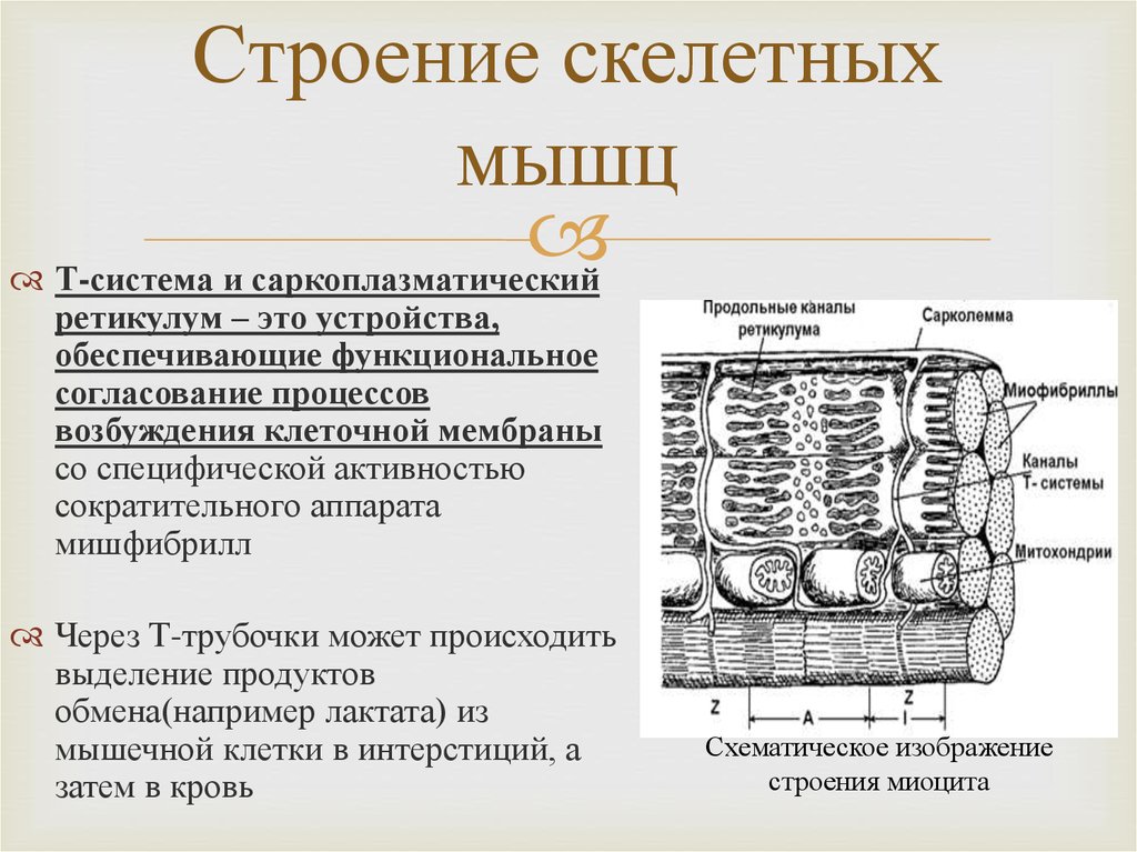 Строение т. Строение скелетных миоцитов. Специфический мембранный аппарат мышечного волокна. Саркоплазматический ретикулум: строение, функции. Саркоплазматический ретикулум и т трубочки.