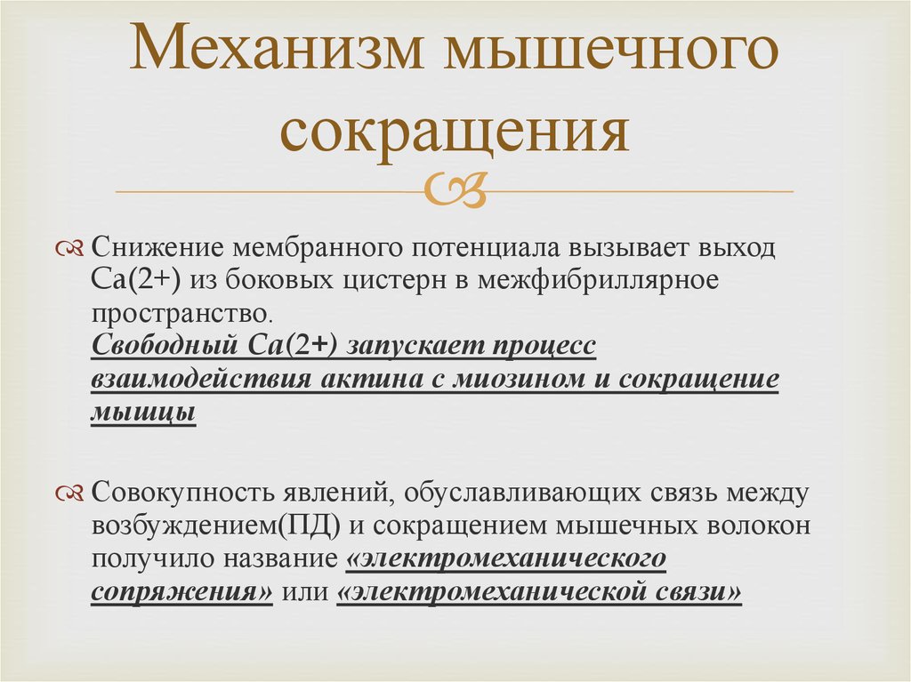 Механизм мышц. Механизм мышечного сокращения. Механизм мышечного сокращения кратко. Физиологический механизм мышечного сокращения.. Механизм сокращения мышц физиология.