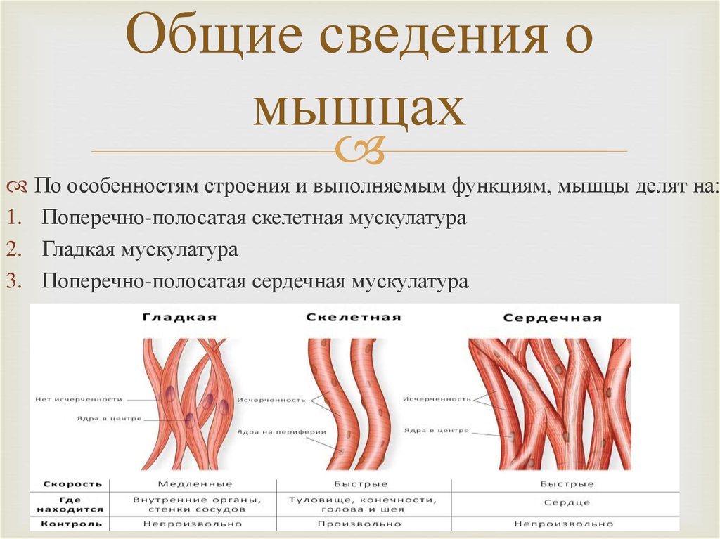 Функции мышц схема