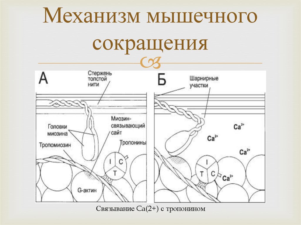 Механизм мышц