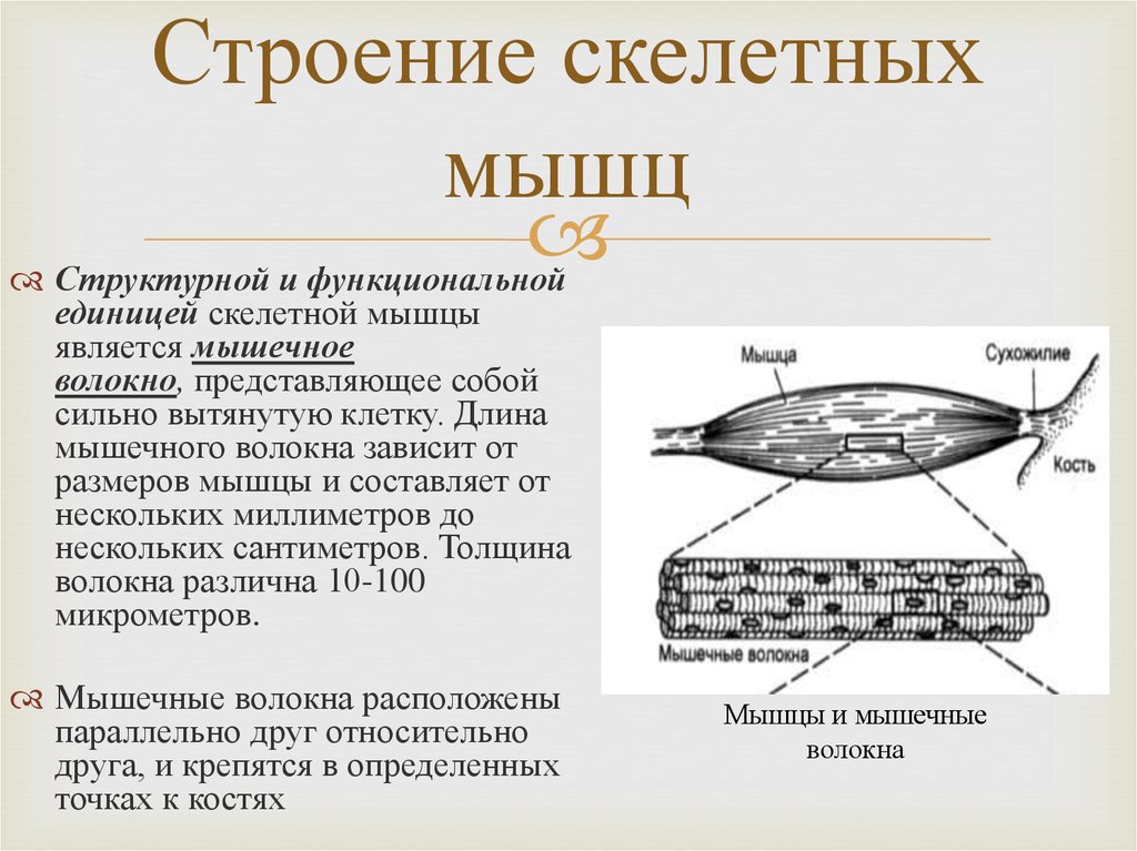 Особенности строения мышц. Структура и функция скелетной мышцы. Структурно-функциональная единица скелетной мышечной ткани. Строение скелететной мышцы. . Строение скелетной мыш.