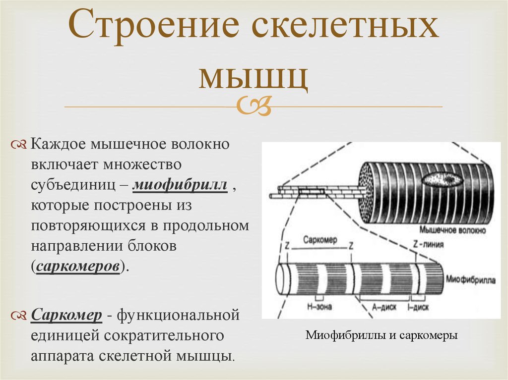 Строение и функции скелетных мышц