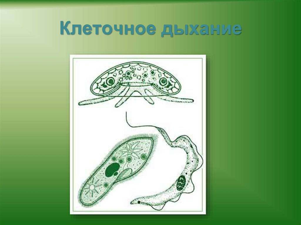 Клеточное дыхание егэ схема по биологии