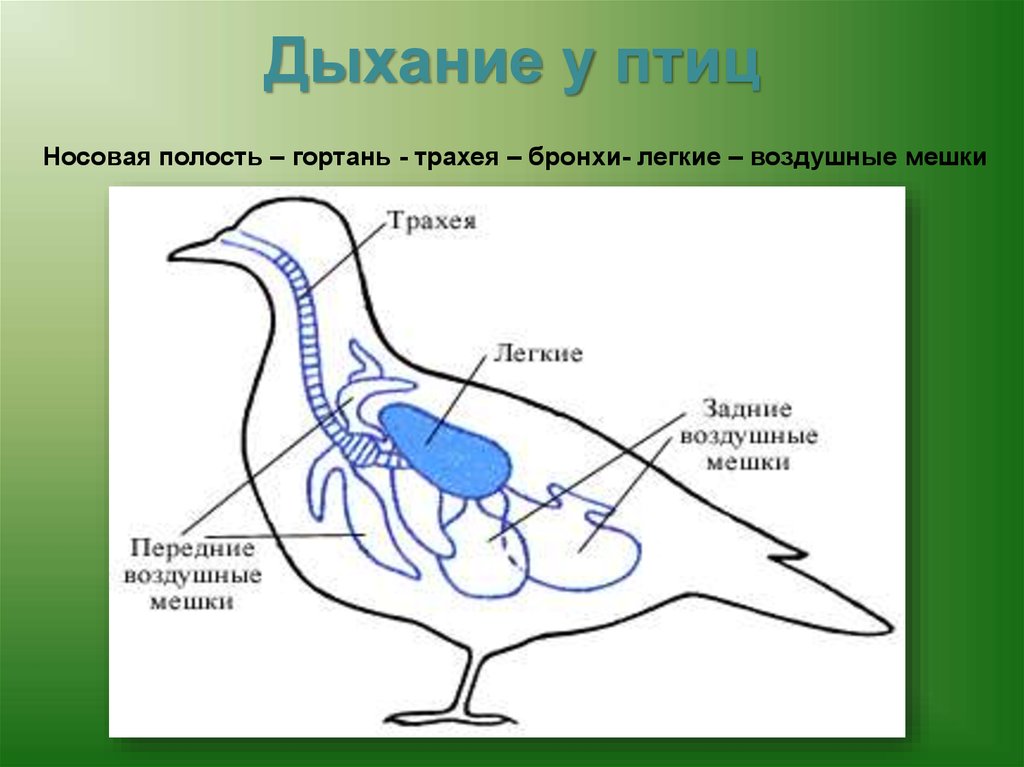 Органы дыхания у голубя картинки