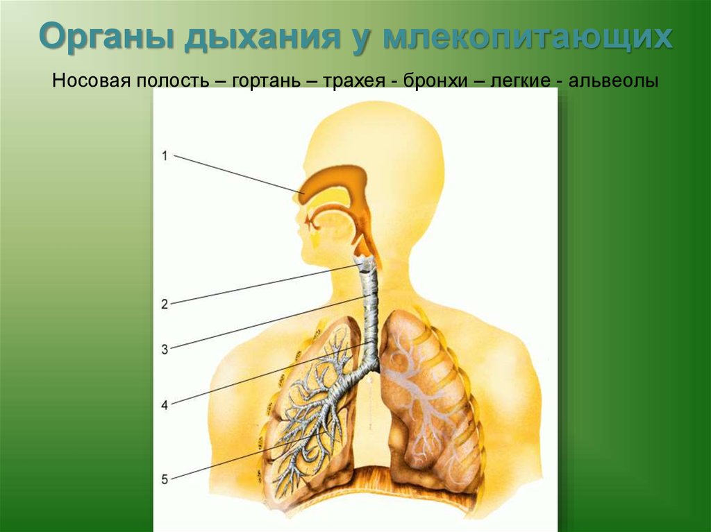 Гортань трахея бронхи легкие. Органы дыхания млекопитающих. Органы дыхания млекопитающих носовая полость трахея бронхи. Носовая полость гортань трахея легкие. Носовая полость гортань трахея бронхи легкие.