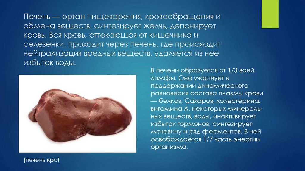 Печень — орган пищеварения, кровообращения и обмена ве­ществ, синтезирует желчь, депонирует кровь. Вся кровь, оттекаю­щая от