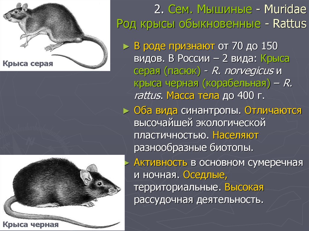 Презентация по биологии 7 класс крысы