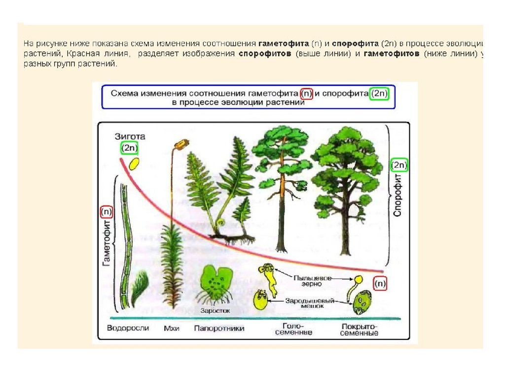 На рисунке спорофит изображен. Жизненные циклы растений гаметофит и спорофит. Гаметофит и спорофит в жизненном цикле растений. Чередование поколений схема. Соотношение гаметофита и спорофита в жизненном цикле растений.