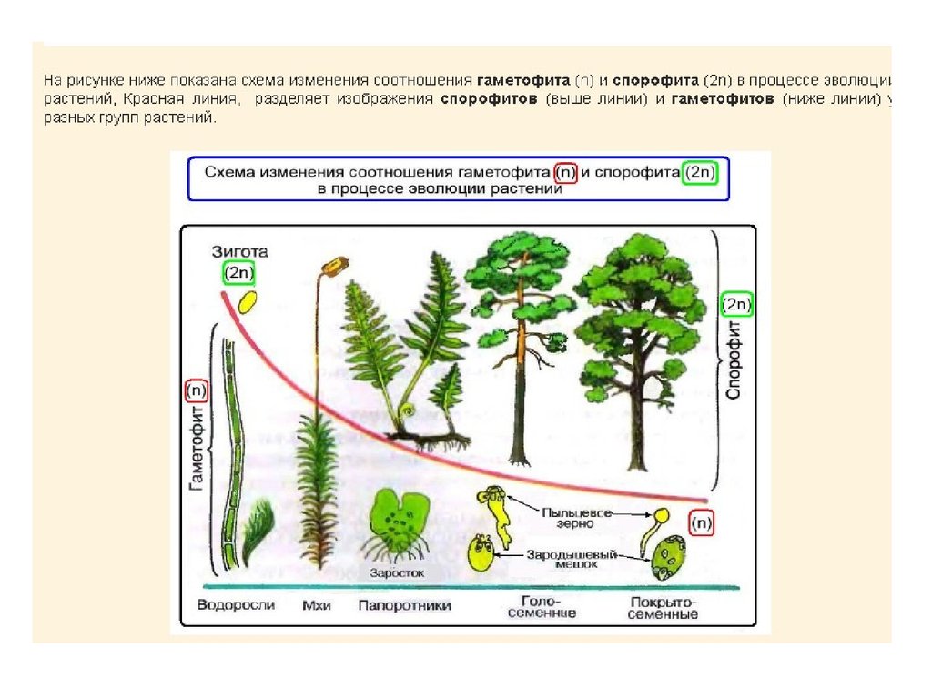 Поколения растений. Спорофит и гаметофит в жизненном цикле растений. Соотношение гаметофита и спорофита в жизненном цикле растений. Чередование спорофита и гаметофита у растений. Жизненный цикл сосудистых растений.