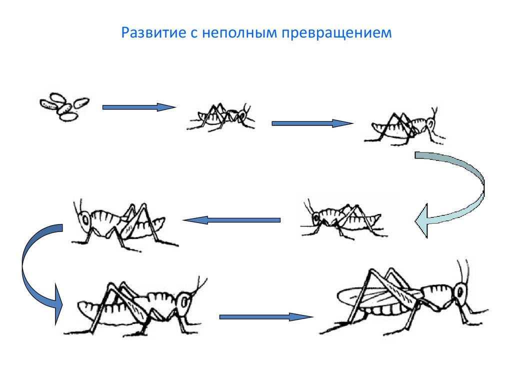Развитие богомола. Схема жизненного цикла насекомого с неполным превращением. Размножение кузнечика схема. Жизненный цикл с неполным превращением. Развитие богомола схема.