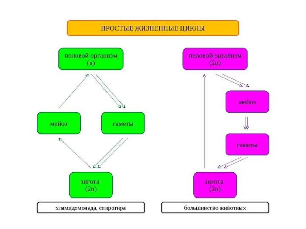 Жизненные циклы организмов. Циклы развития животных схемы. Простой жизненный цикл. Простой и сложный жизненный цикл. Жизненные циклы растений и животных.