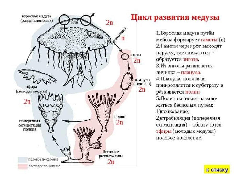 Сообщение цикл. Размножение сцифоидных медуз схема. Цикл размножения сцифоидных медуз. Личинка медузы планула. Размножение сцифоидных медуз.