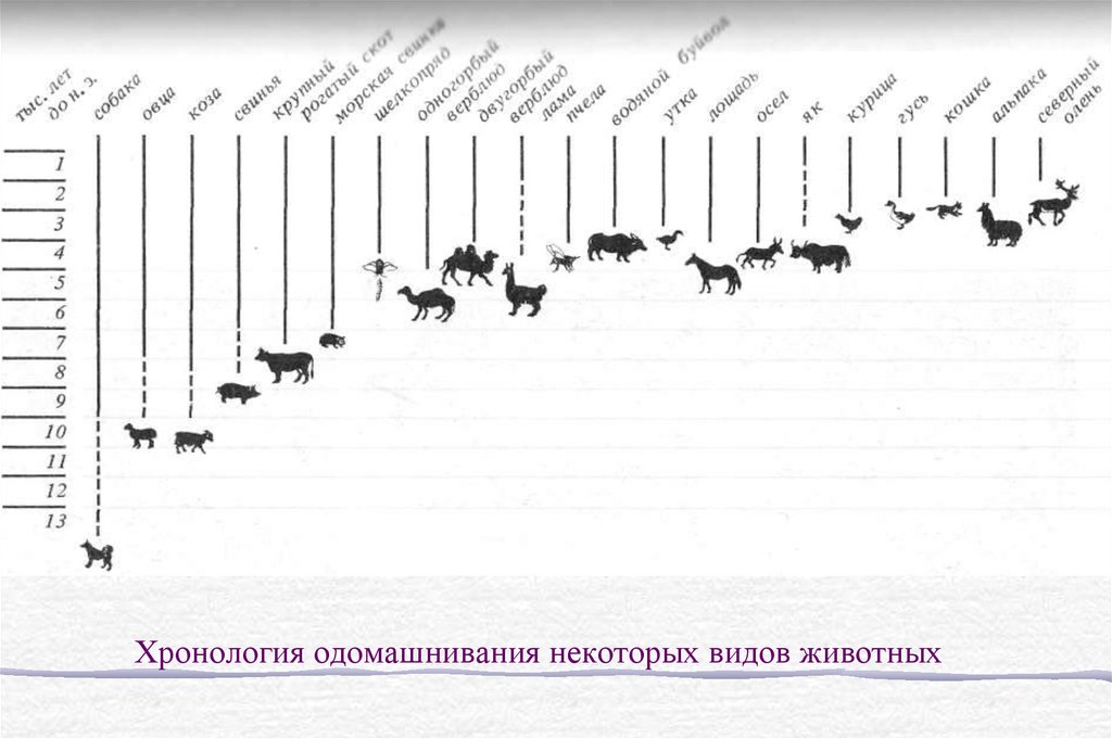 Карта центры одомашнивания животных