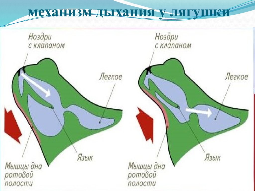 У земноводных кожно легочное дыхание