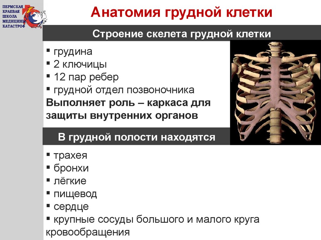 Грудная клетка презентация