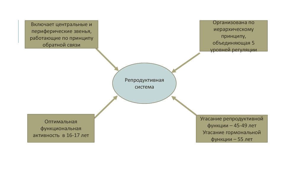 Центральное и периферическое звено. Что такое центральные и периферические уровни регуляции цикла. Центральное звен периферическое звен. Центральные и периферические звенья системы ибн,.